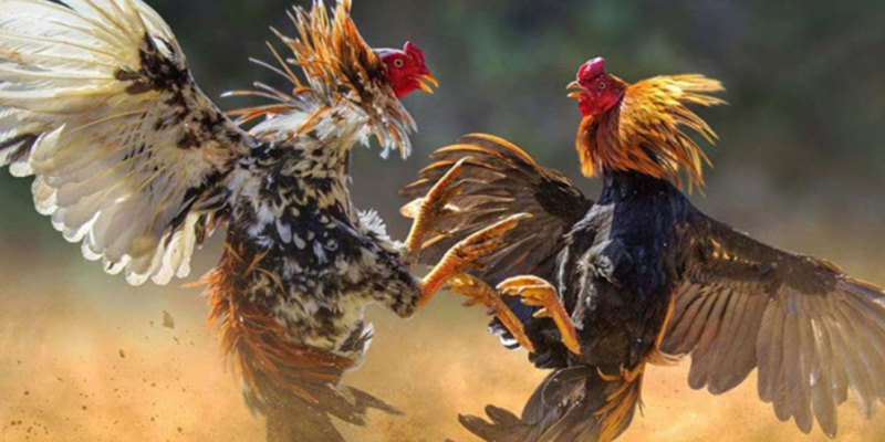 Giới thiệu đá gà C1