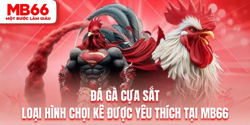 Đá Gà Cựa Sắt | Loại Hình Chọi Kê Được Yêu Thích Tại MB66