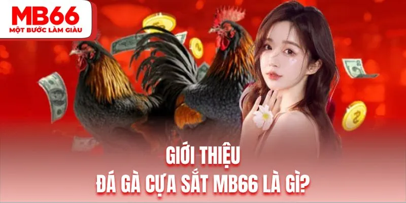 Giới thiệu chọi kê cựa sắt đặc sắt tại MB66