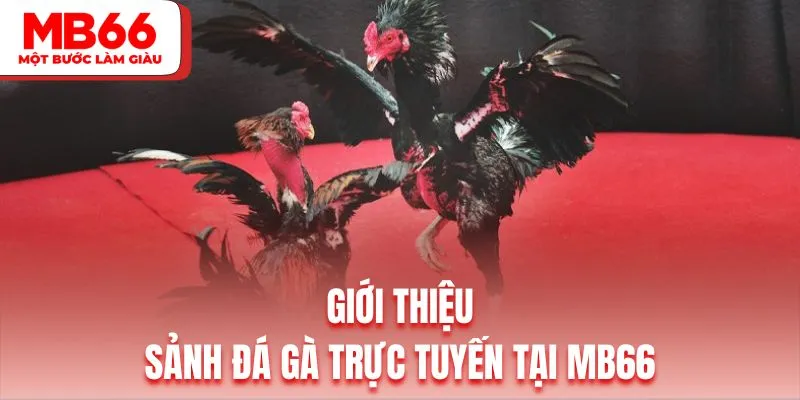 Đôi nét sảnh cược chọi kê nhà cái