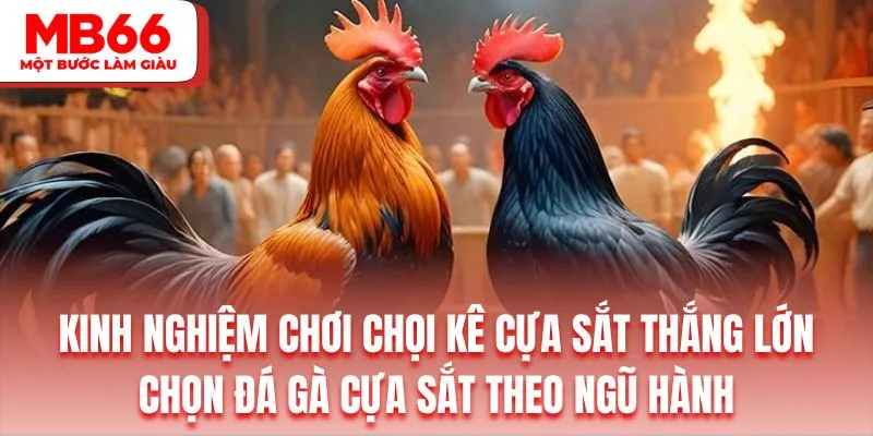 Hội viên nên bắt kèo gà đá dựa trên yếu tố ngũ hành